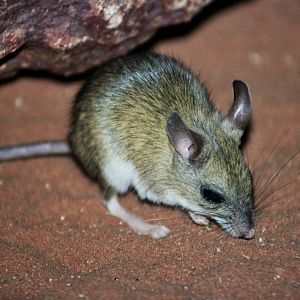 David Fleay Wildlife Park 2007