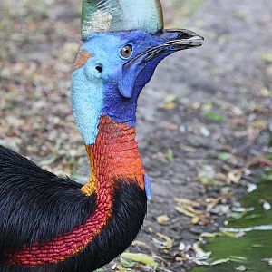 One-wattled Cassowary (Casuarius unappendiculatus rufotinctus) - female