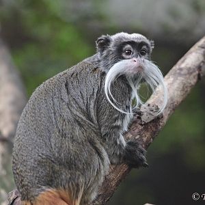 Emperor Tamarin