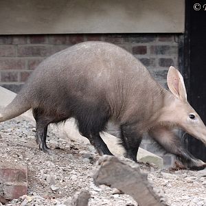 Aardvark (Orycteropus afer)