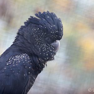 Red-tailed Black Cockatoo (Calyptorhynchus banksii)