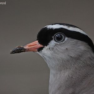Crowned Lapwing (Vanellus coronatus)