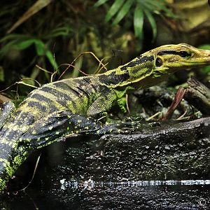 Philippine Water Monitor