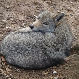 Golden Jackal, Tunis Zoo, February, 2010.