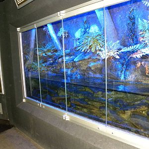 Hellbender Exhibit