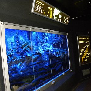 Hellbender Exhibit