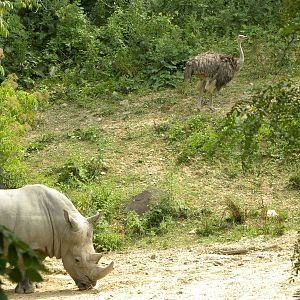 Rhino/Zebra/Ostrich Exhibit