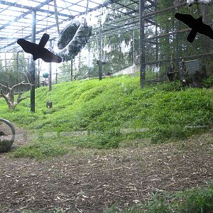 Solid Chimp Exhibit Despite Cage