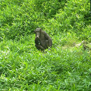 Solid Chimp Exhibit Despite Cage