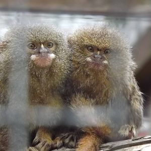 Pygmy Marmosets at Blackpool Zoo 14/07/12