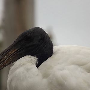 Sacred Ibis at Blackpool Zoo 14/07/12