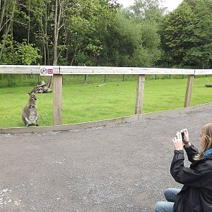 'Beckyv meets a Bennett's Wallaby' at Blackpool Zoo 14/07/12