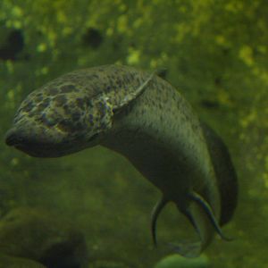 African lungfish