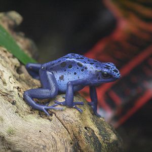 Blue poison dart frog