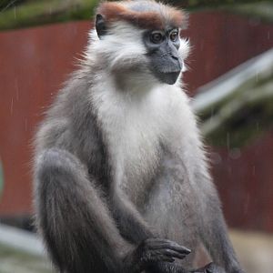 Cherry crowned mangabey