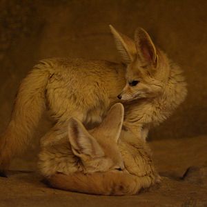 Fennec fox