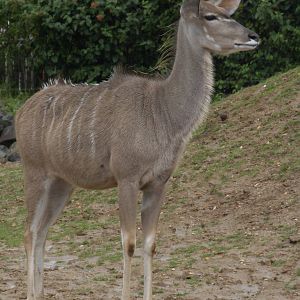 Greater kudu