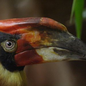 Luzon rufous hornbill