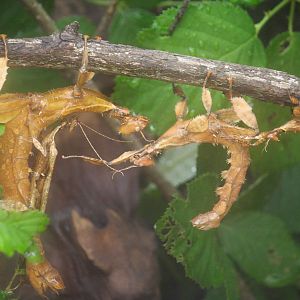 Macleay's spectre stick insect