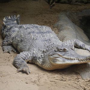 Slender-snouted crocodile