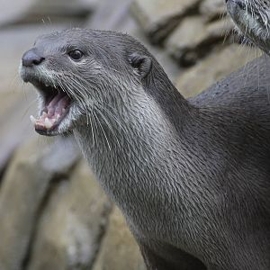 Smooth-coated otter
