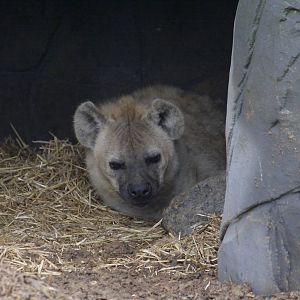 Spotted hyena