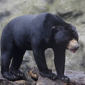Sun bear