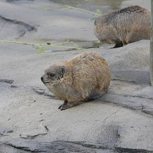 Syrian rock hyrax