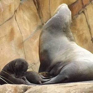Californian Sea Lions at Blackpool Zoo 14/07/12