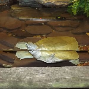 Chinese Softshell Turtle at Blackpool Zoo 14/07/12