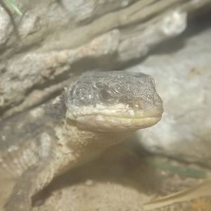 Tropical Girdled Lizard at Blackpool Zoo 14/07/12