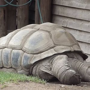 Seychelles Giant Tortoise at Blackpool Zoo 14/07/12