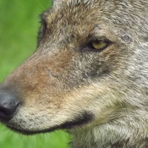 Iberian Wolf at Blackpool Zoo 14/07/12