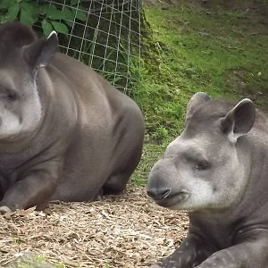 Brazilian Tapirs at Blackpool Zoo 14/07/12