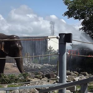 Sri Lankan Elephant 'cools down' at Blackpool Zoo 14/07/12