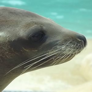 Californian Sea Lion at Blackpool Zoo 14/07/12