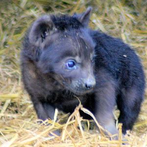 Spotted hyaena cub; Colchester; 15th July 2012