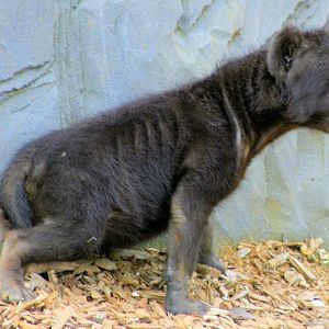 Spotted hyaena cub; Colchester; 15th July 2012