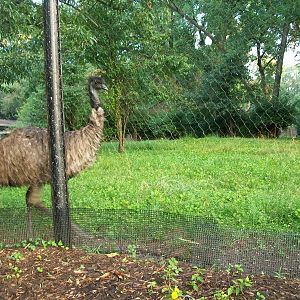 Emu