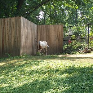 Scimitar Horned Oryx