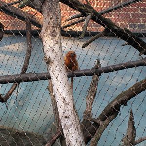 Golden Lion Tamarin