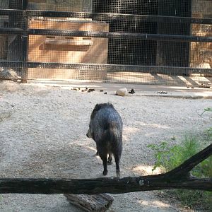 Collard Peccary