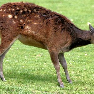 Prince Alfred's deer; Colchester; 15th July 2012