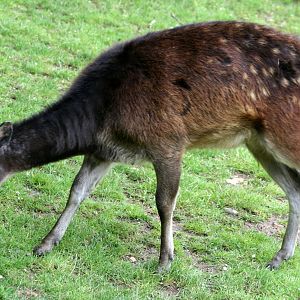 Prince Alfred's deer; Colchester; 15th July 2012