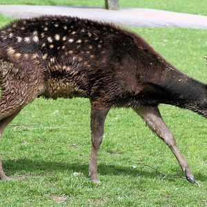 Prince Alfred's deer; Colchester; 15th July 2012