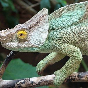 Parson's Chamaeleon at Chester, 15/07/12