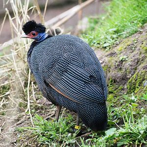 Kenyan Crested Guineafowl at Chester, 15/07/12