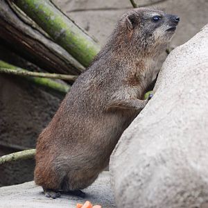 South African Rock Hyrax at Chester, 15/07/12