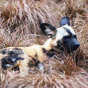 African Wild Dog at Chester, 15/07/12