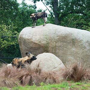 Top Dog at Chester, 15/07/12